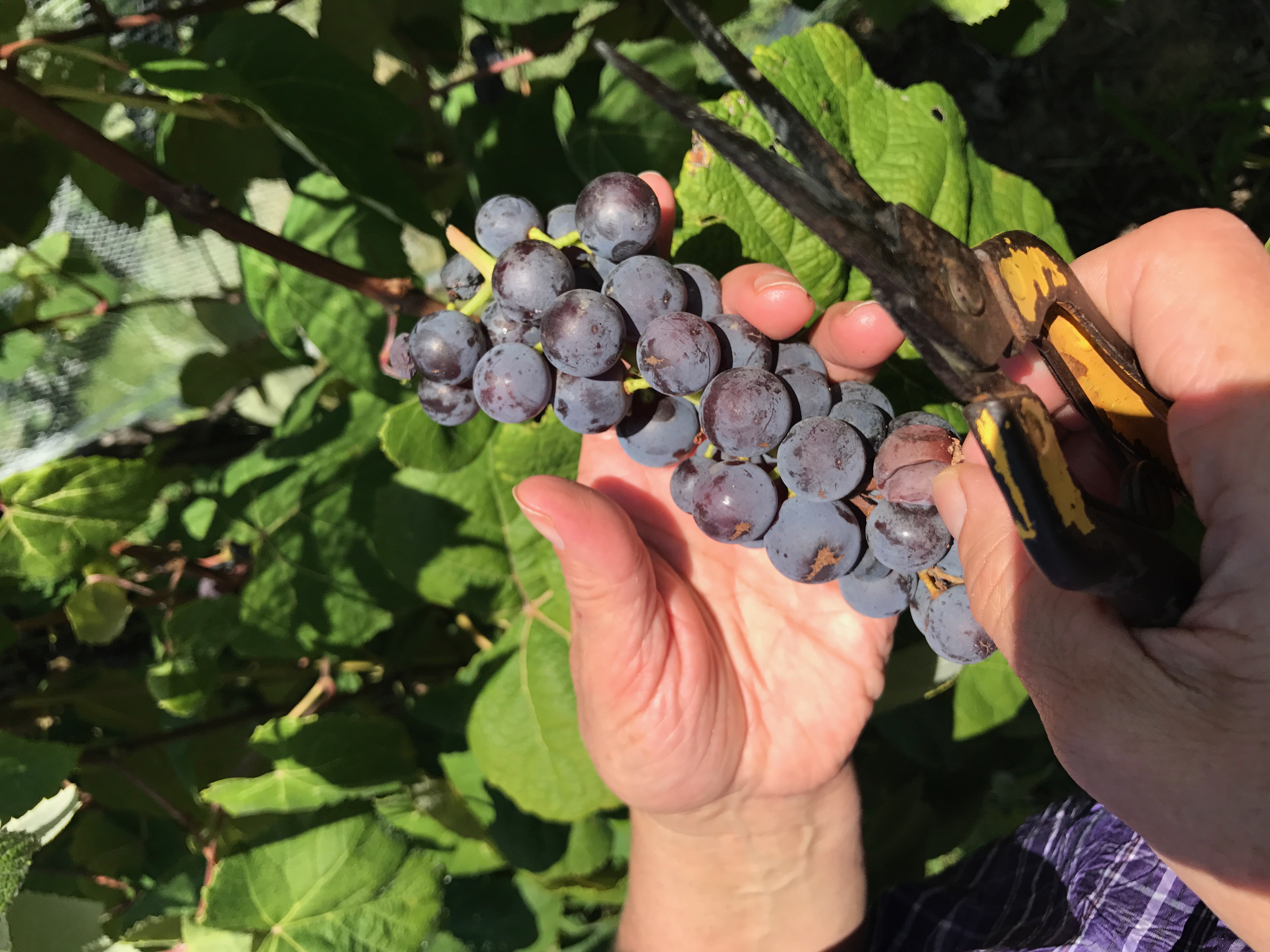 Grape Vines