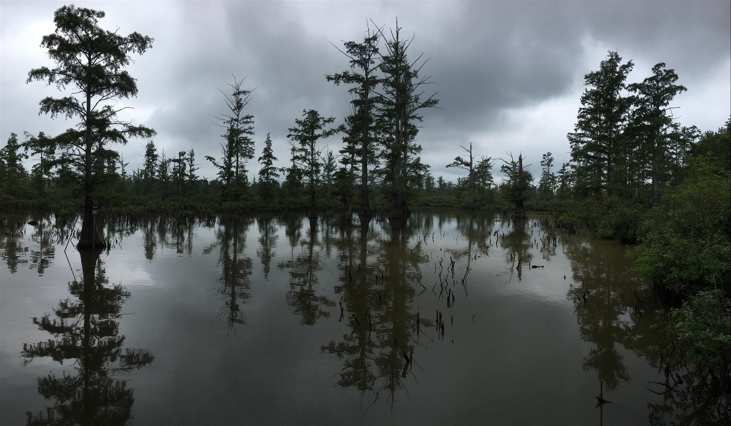 Cypress Trees in the Cache River